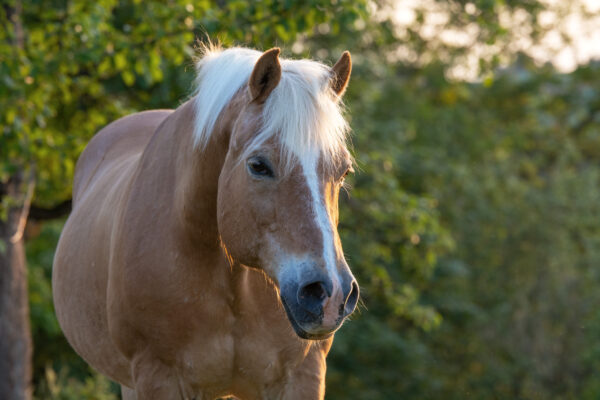 Unsere Tiere auf dem Gnadenhof Tierhilfe Kraichgau